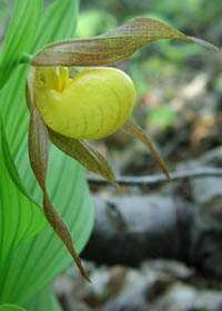 Cypripedium parviflorum